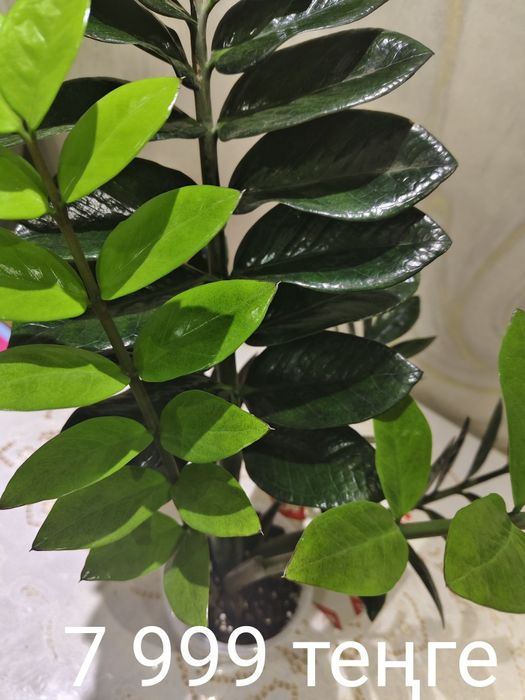 Цветы адаптировный