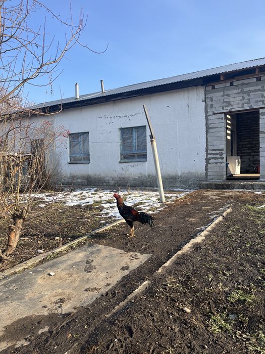 Дакан питух куры