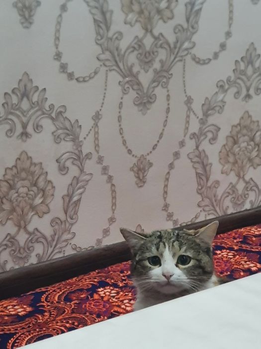 Ona mushuk va bolalari sotiladi