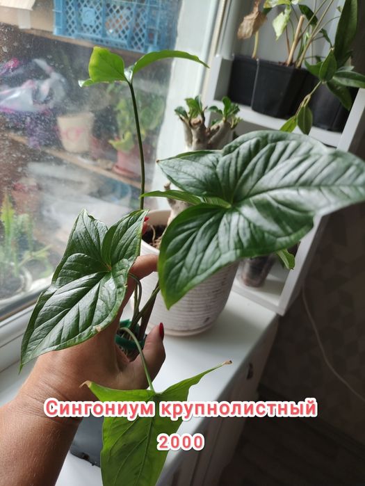 Распродажа растений