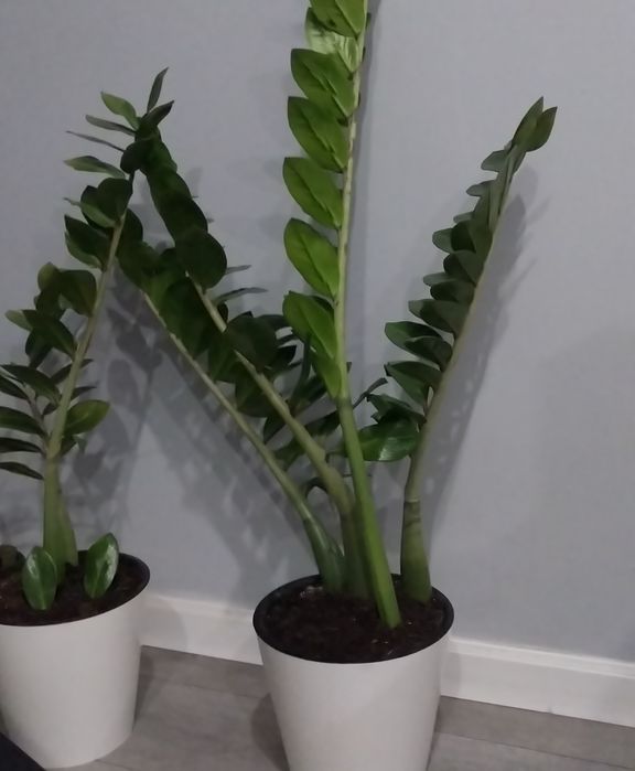 Замиокулькас, долларовое дерево