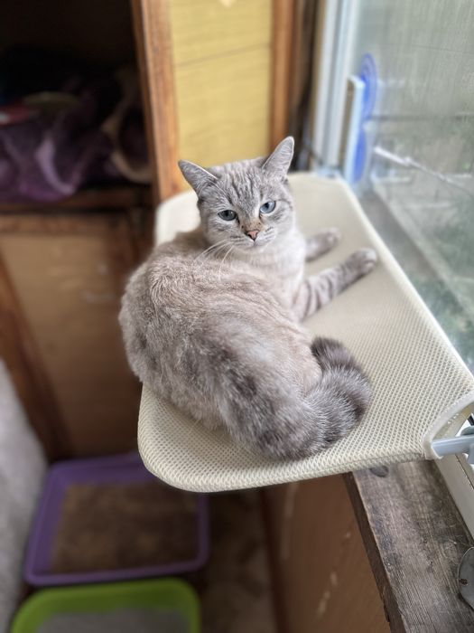 Молодая кошка ищет дом
