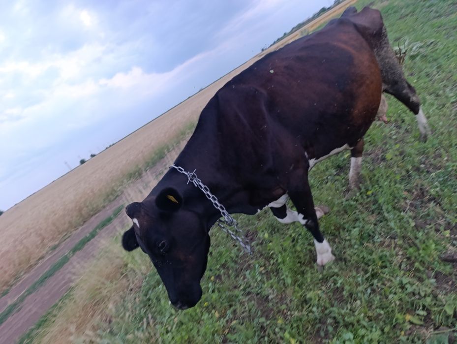 Vând vaca gestanta