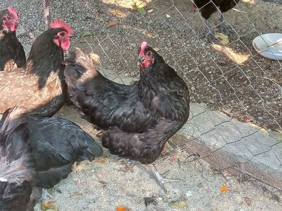 Puicute Australorp