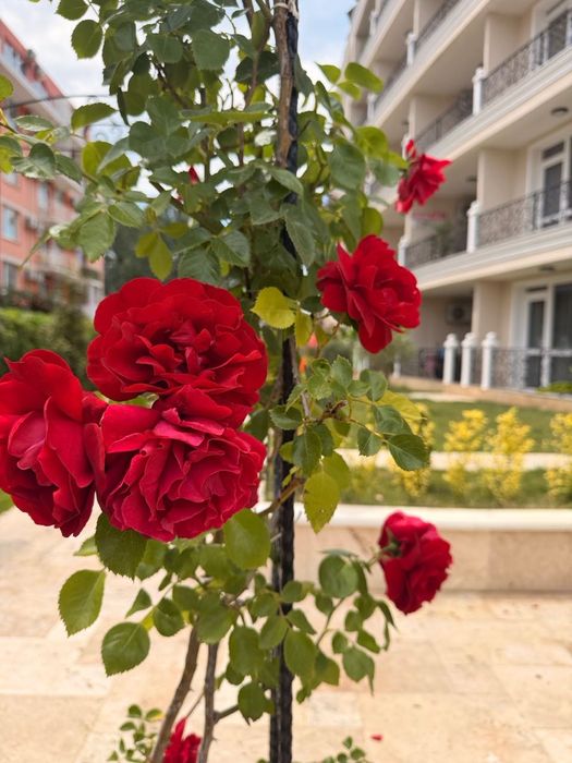 Стилен апартамент Magnolia Coast Residence, Sunny Beach