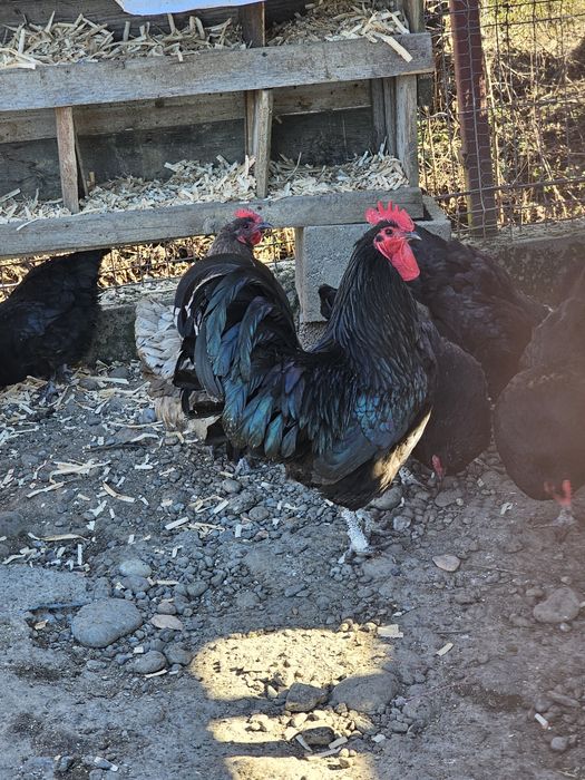 Ouă pentru incubat & Pui Australorp – rasă ouătoare 300 ouă/an