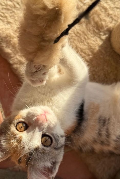 Отдам котенка в добрын руки
