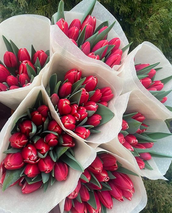 Оптом тюльпаны напрямую от теплица