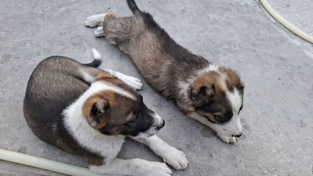 Щенки алабай мальчики