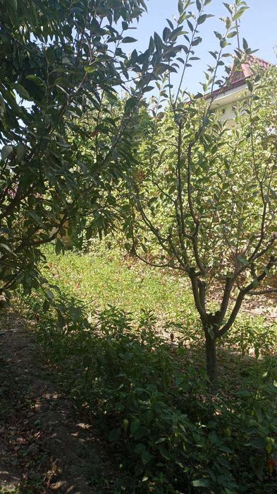 Dacha ijaraga beriladi. Arzonga