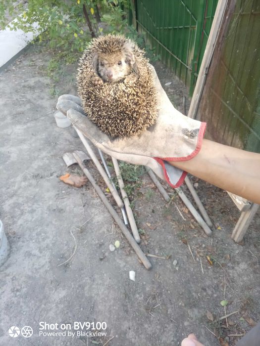Продается ёжик 7 штук