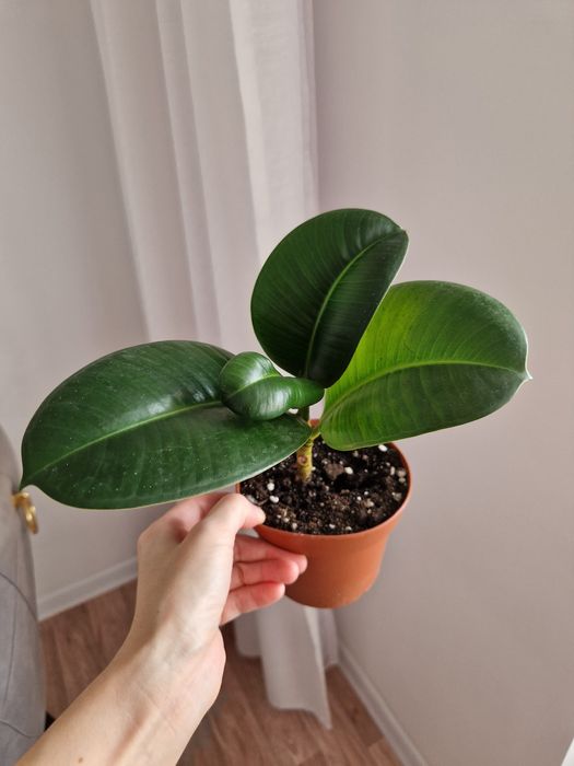 Фикус эластика, комнатное растение