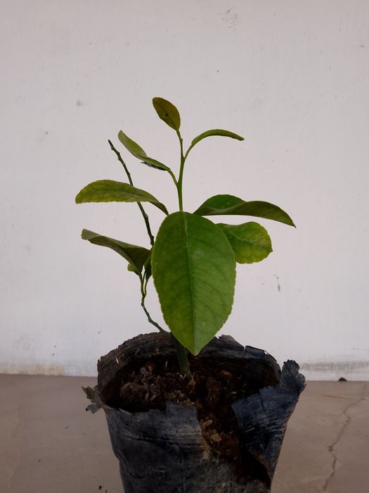 Лимон, бирюсклет, алое