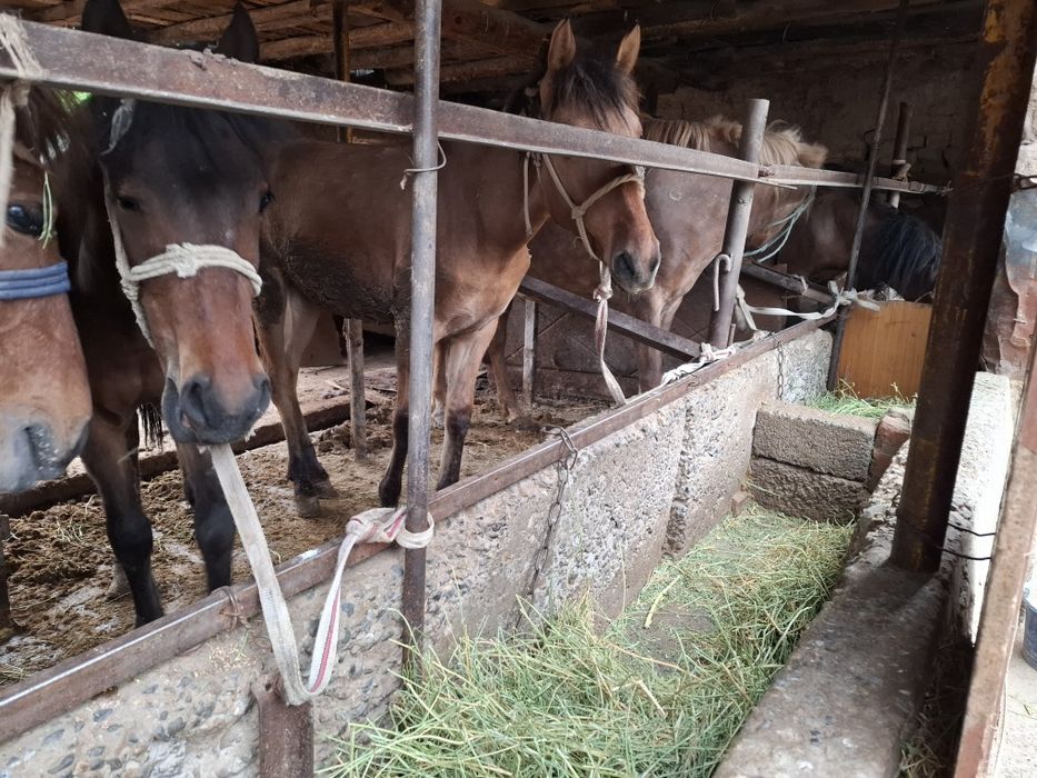 1 жасар семіз тайлар