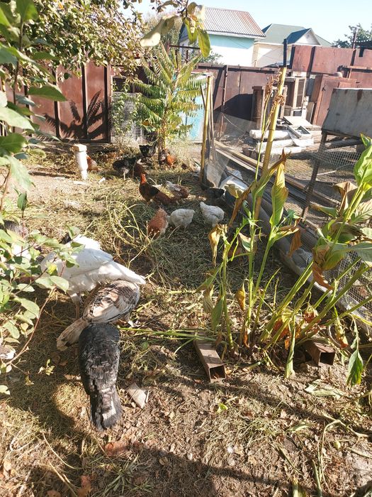 Продам Индуков кур несушки