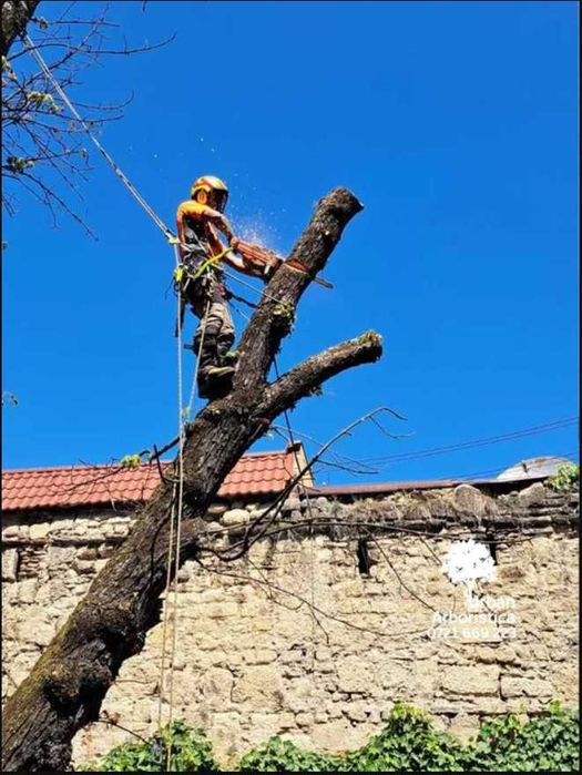 Toaletare Copaci Tăiere Arbori - Defrișare Copaci Periculoși pomi