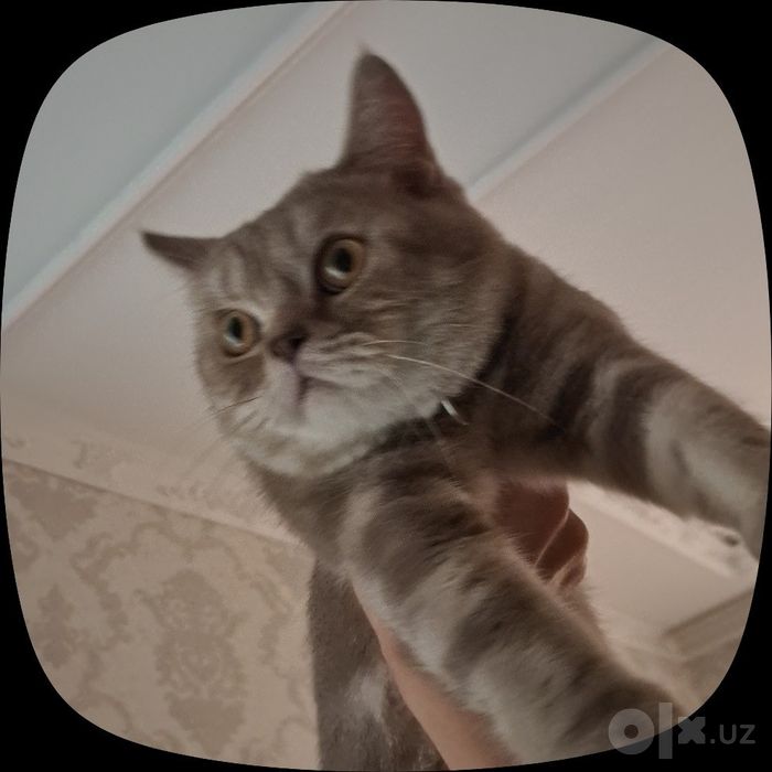 1 yoshli mushuk sotiladi