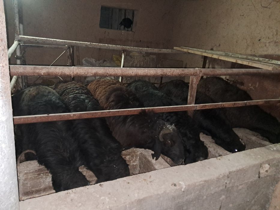 Кучкорлар сотилади