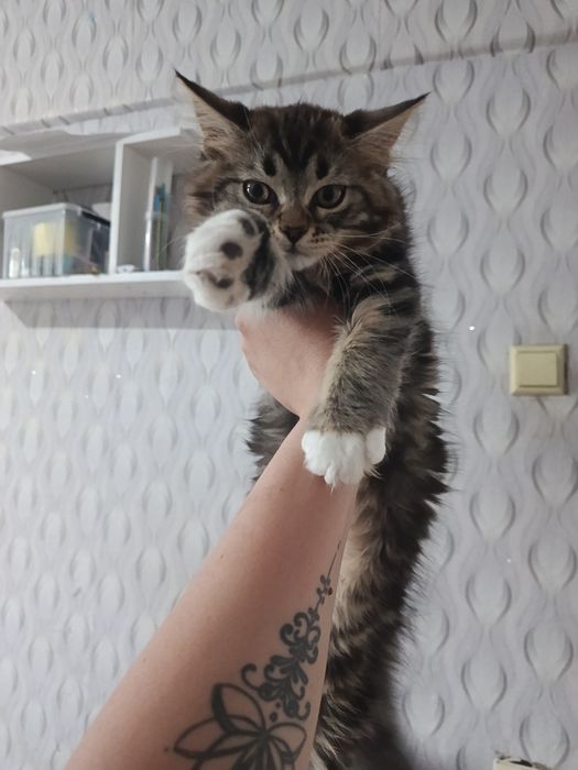 Котята  Мейн-кун