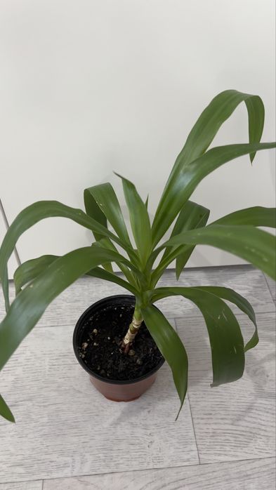 Распродажа — Пальма Юкка