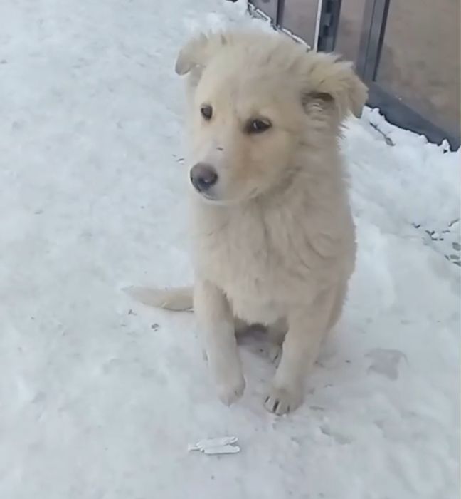 Щенок ищет дом или передержку