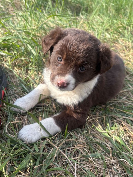 3 кученца търсят своя дом