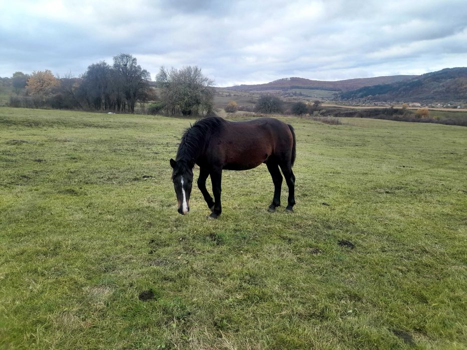 Manz  de 2 ani foarte cuminte