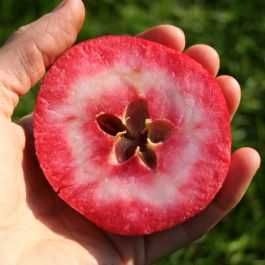 Pomi fructiferi pentru primavara 2026