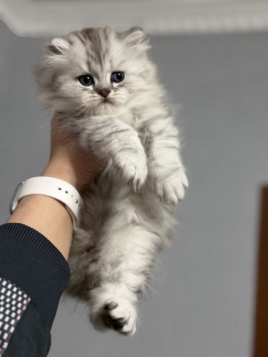 Мушук котята серебро табби шиншилла