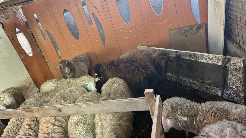 Қой баран тоқты қошақанбар