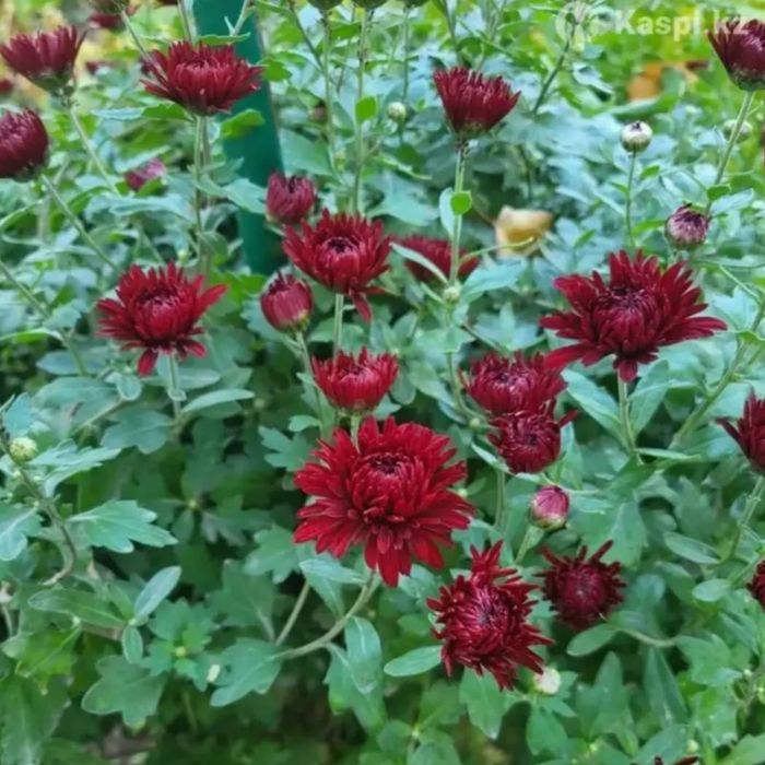 Хризантема многолетняя