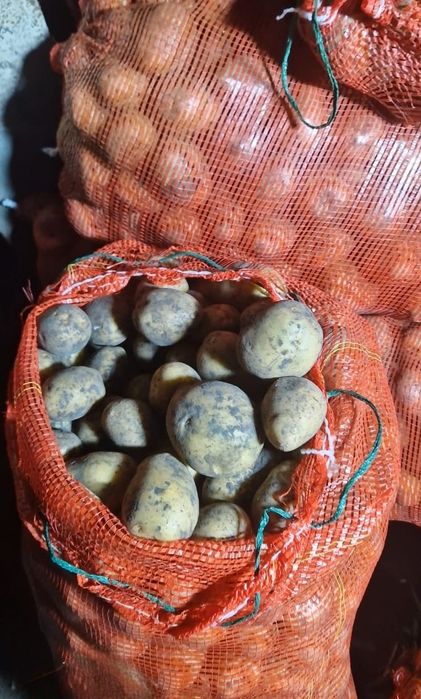 Продам семена картофеля