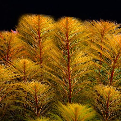 Аквариумные растения