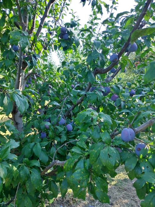 Vând prune Anaspet