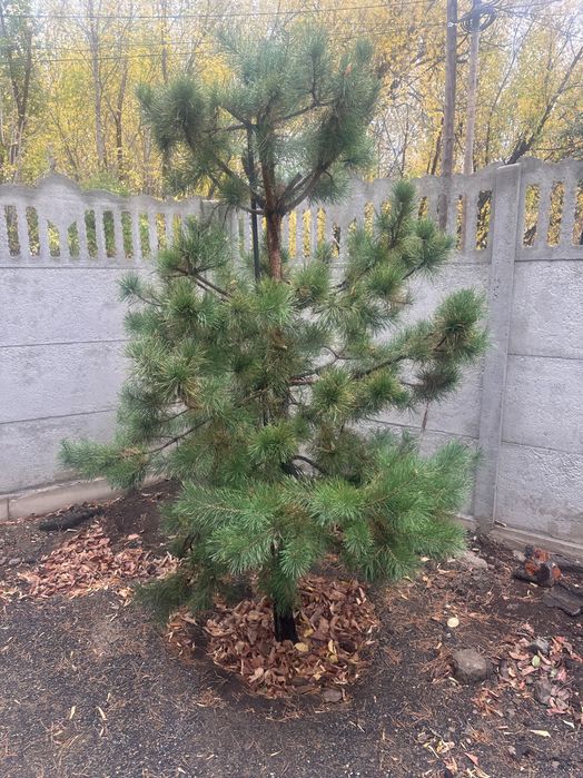 Сосна растущая..