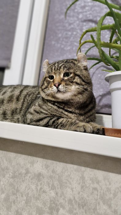 Кот Американский кёрл