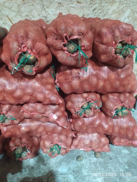 Картофель тендерный