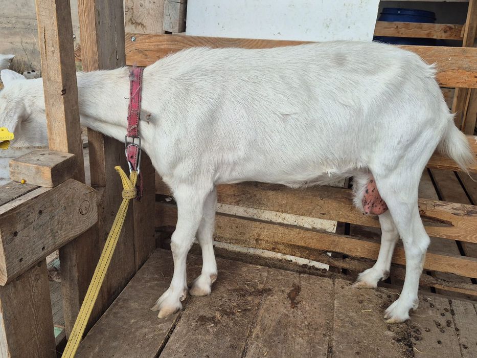 Ешкі ешкі ешкі ешкі