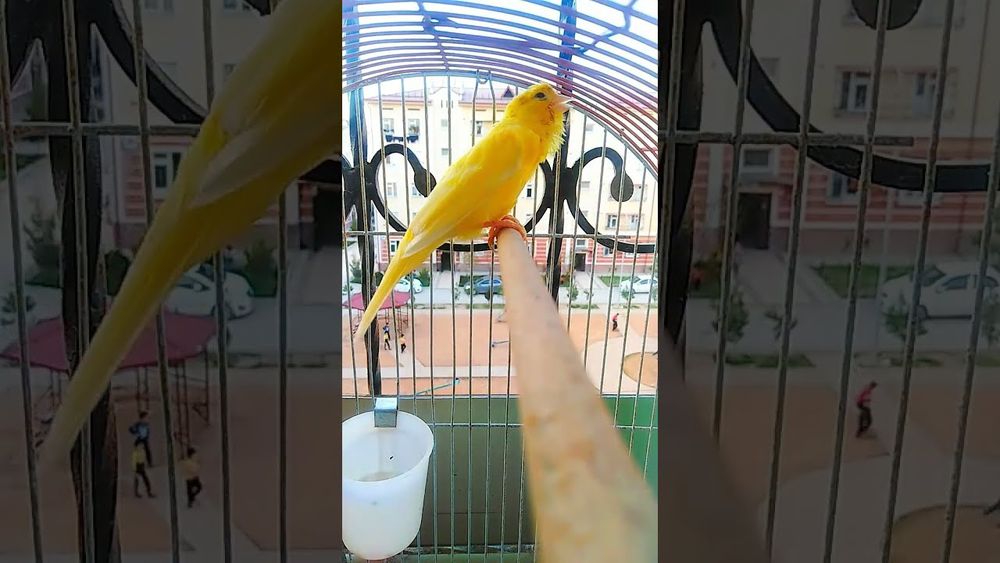 Kanareyka Sotiladi Nar Srochna