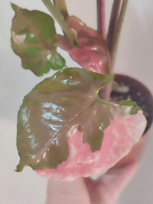 Сингониумы разных сортов