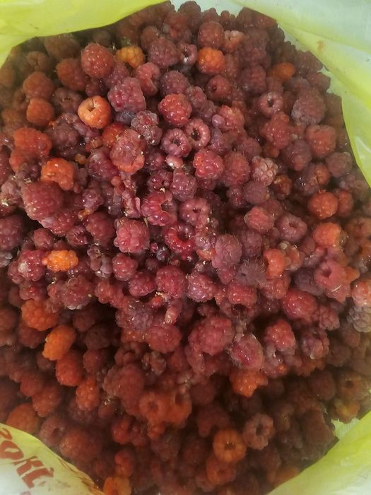Продам домашнюю малину