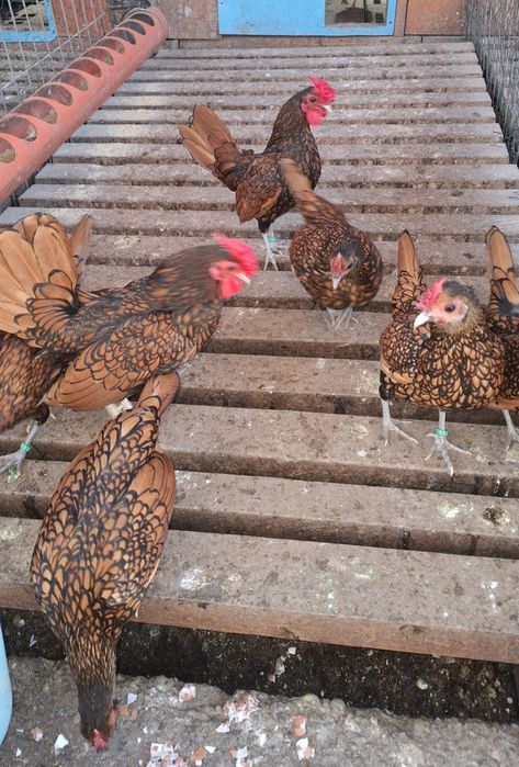 Oua sebright auriu, argintiu