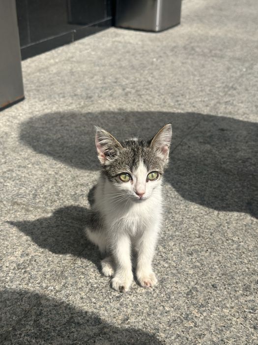 Котенок, девочка