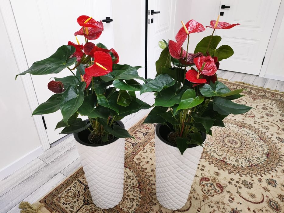 Растения.   Есть доставка