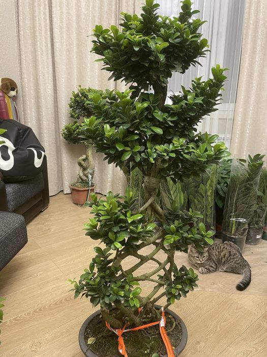 Дерево миллионера Бонсай