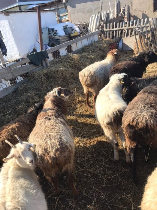 Овцы козы бараны