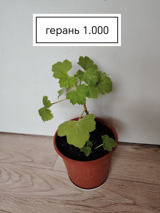 Продаются домашние цветы