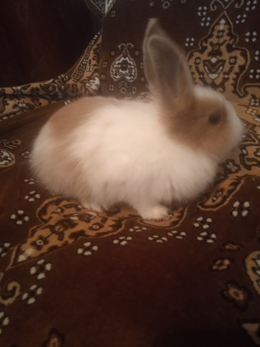 Декоративные кролики