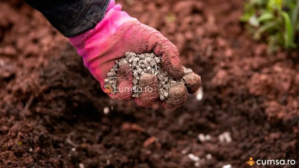 Donez cel mai bun fertilizator bio - gainat de porumbel, maturat