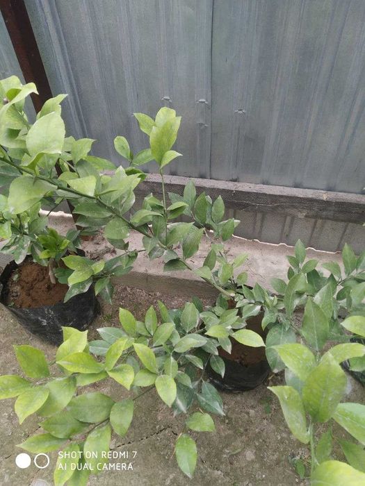 Sifatli yetishtirilgan ertapishar limon kochatlari